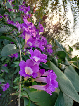 蒜香藤 紫色花朵 紫花