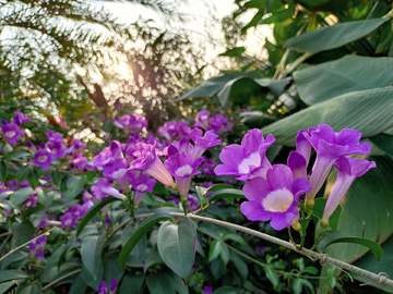 紫花 蒜香藤