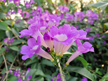 蒜香藤 紫花