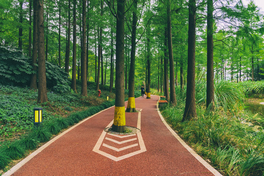 树林步道