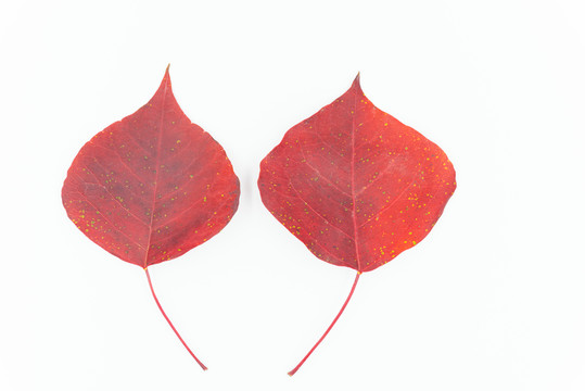 红树叶白色背景素材