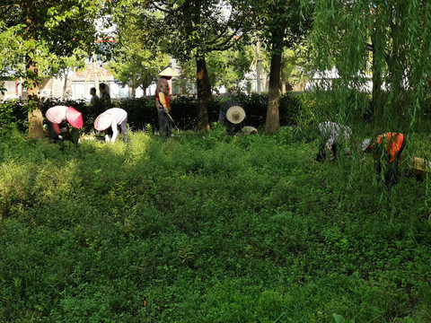 绿地养护园丁除草