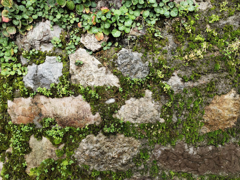 虎耳草与苔藓围墙