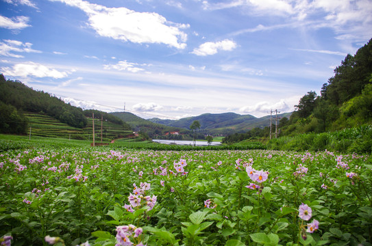 土豆花开