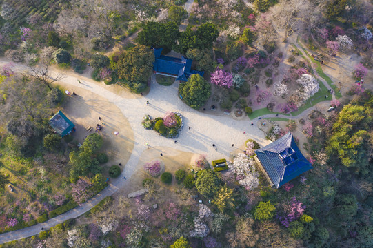 南京梅花山