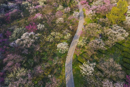 南京梅花山