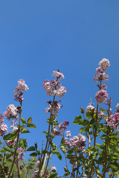 丁香花