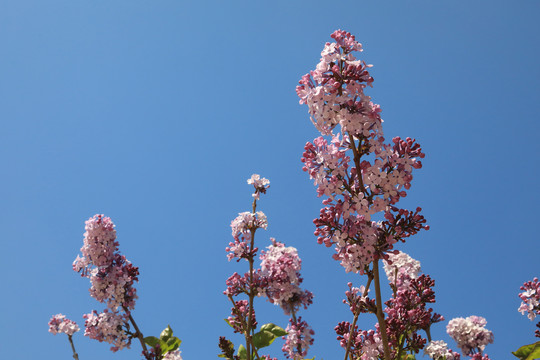 丁香花