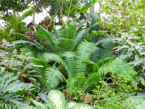 温室热带植物