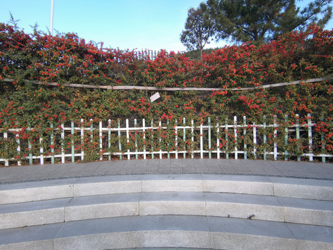 植物围墙