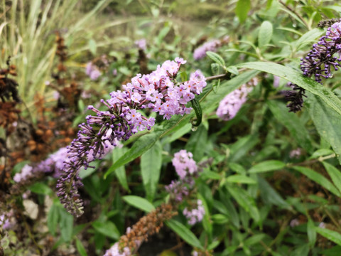 醉鱼草花