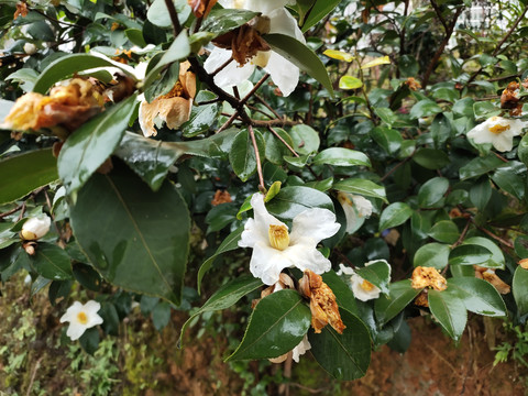 油茶树