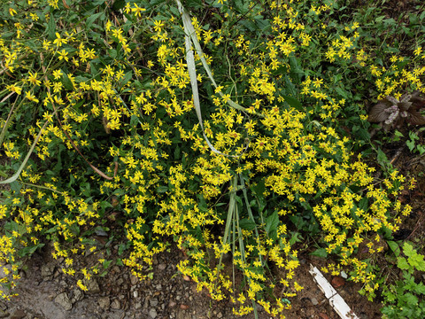 黄花草