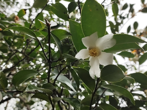 油茶