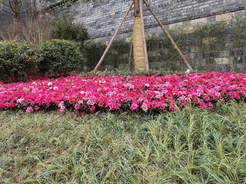 杜鹃花与麦冬