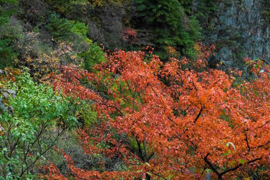 老君山