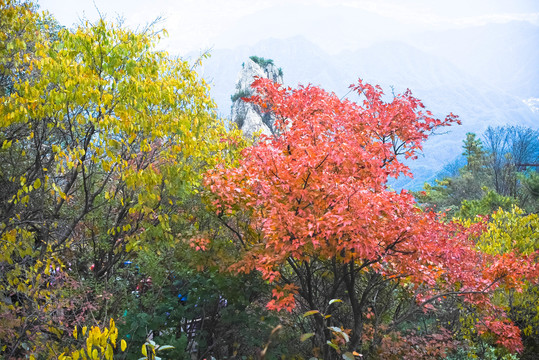 老君山枫叶