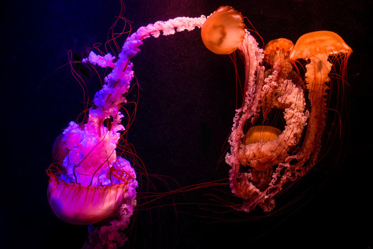 海洋动物水母高清图片