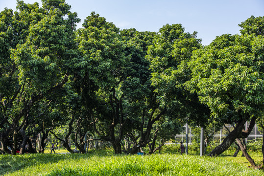 荔枝