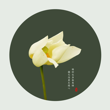 害羞的蓮花裝飾圖