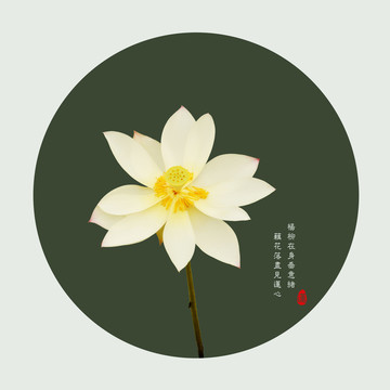 淡雅清雅荷花裝飾圖