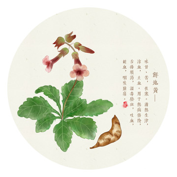 鮮地黃