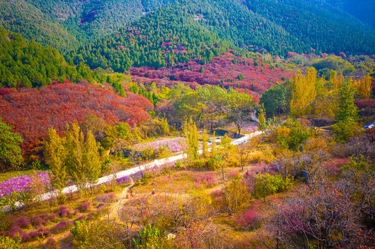 官护山