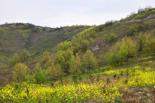 山岭黄花