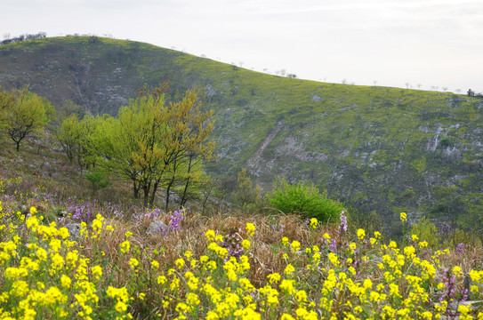 山岭黄花