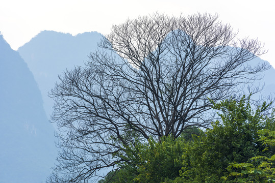 秋天枯树