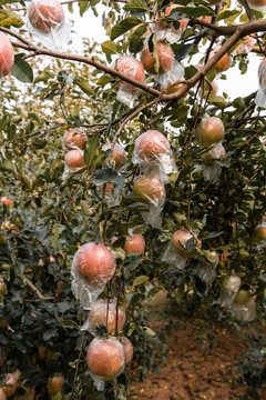 苹果树苹果园