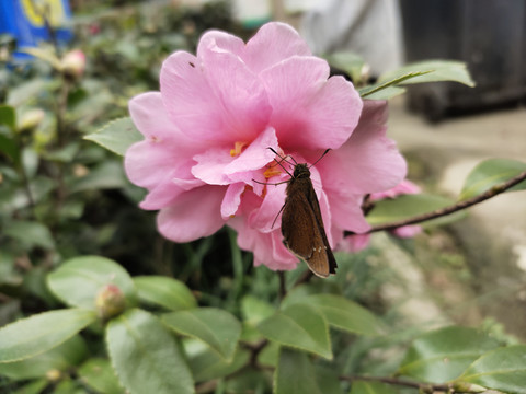 粉色茶花与蝴蝶