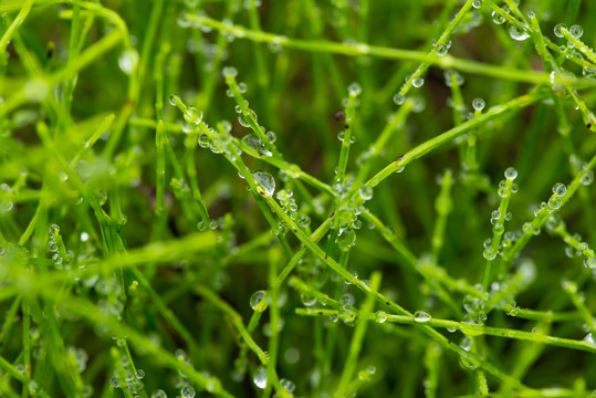 绿叶花草植物盆景