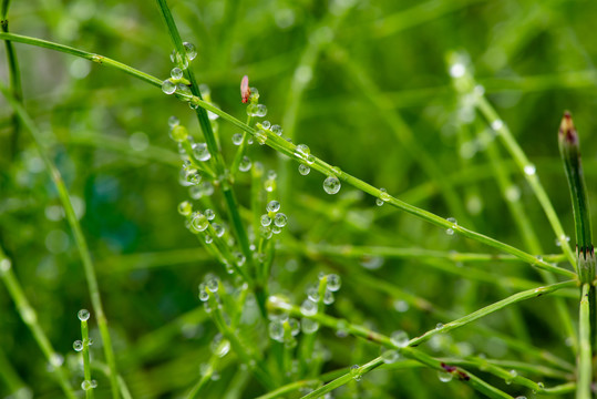 绿叶花草植物盆景