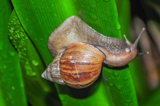法国大蜗牛