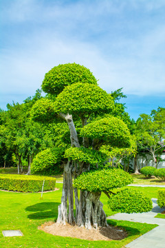 园艺造型树