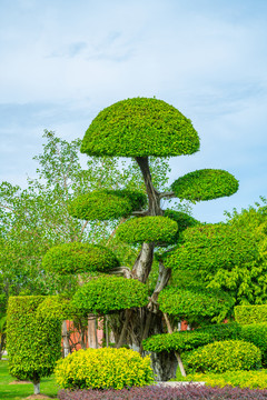 造型树