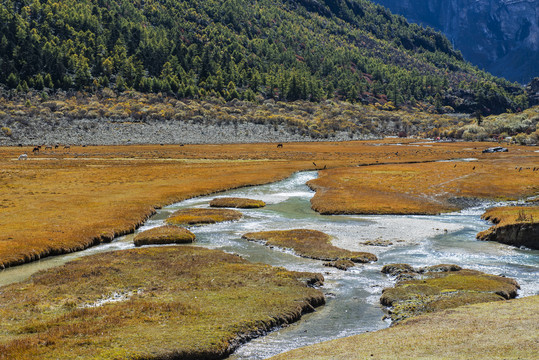 草原养殖马儿高原草地流水