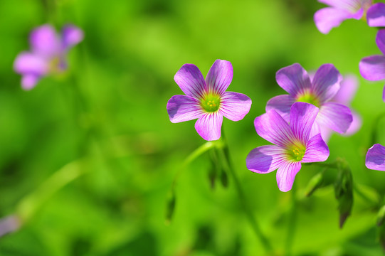 花卉