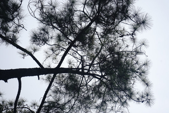 松树树顶灰色调