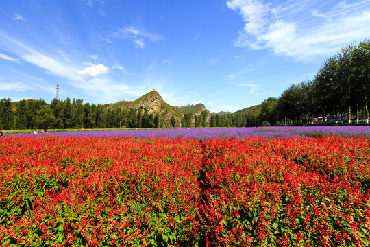 延庆百里山水画廊花海