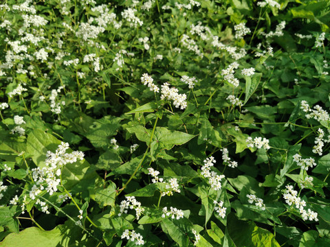 野山荞开花