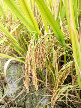 金秋水稻稻穗
