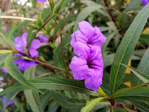 蓝花草