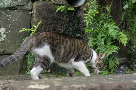 公园的野猫