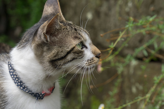 野猫