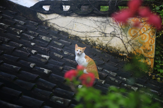 屋顶的猫