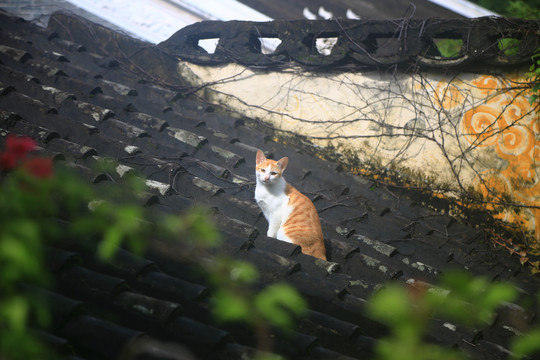 老房子与猫