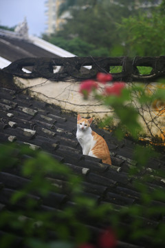 老房子与猫