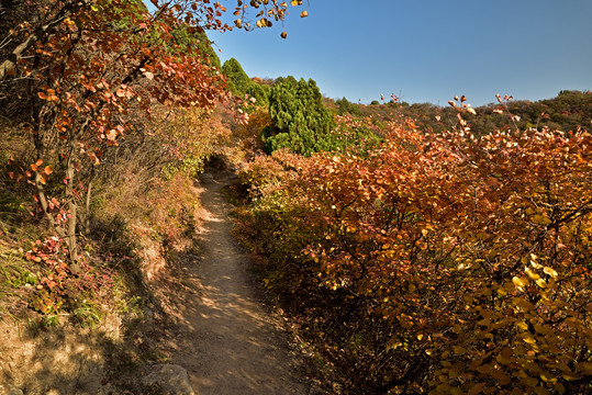 河北省石家庄市井陉县仙台山红叶